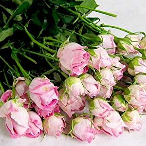 Amazon バラ 生花 切り花 薔薇 ミニバラ フクショク S エミーラ Lpdpなど5本 切り花 オンライン通販