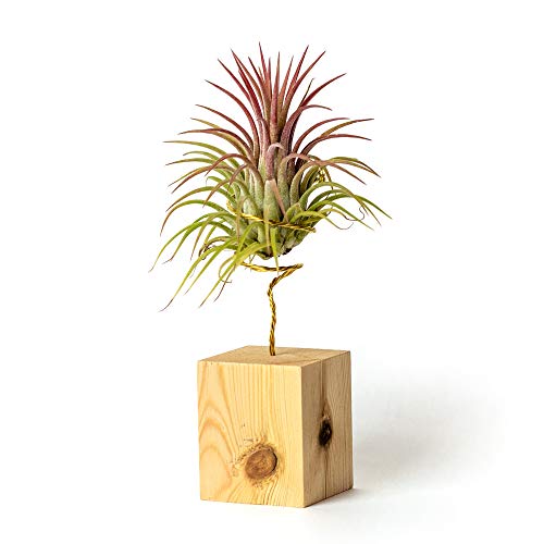 Piante da interno per la decorazione dell'ufficio Scrivania Studio facile da curare (Tillandsia Ionantha Ionantha) (Supporto incluso) (Pino)