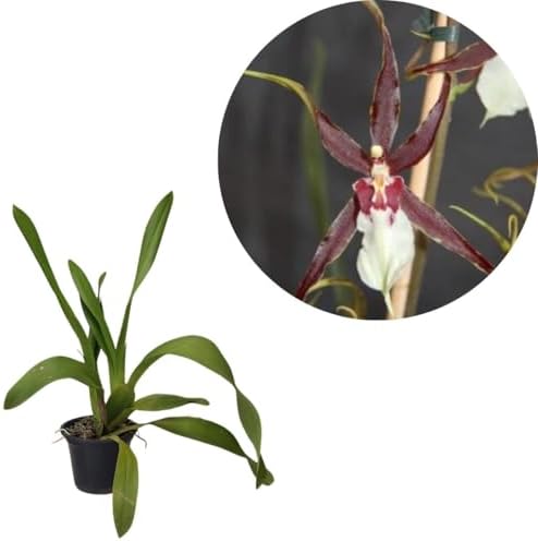 Orquídea Brassia Kenneth Bivin Planta Natural Santa Barbara Rara ...