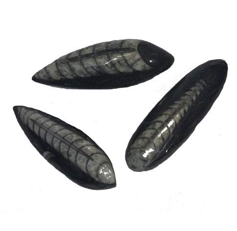 Naturwunder Mini Orthoceras 3er Set Schmuckqualität