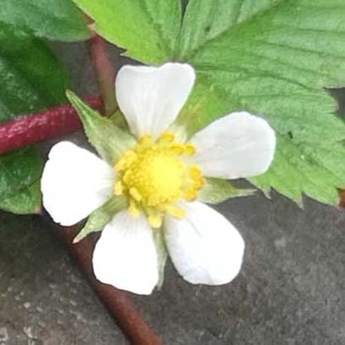 Monatserdbeere ’Attila’ (Fragaria vesca var. semperflorens) ca. 200 Samen