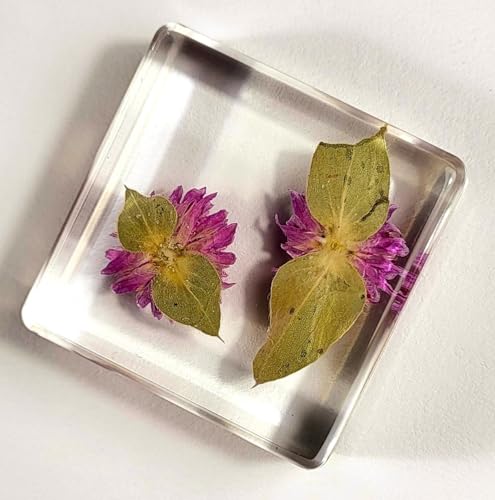 Image of 38mm Real Purple Globe Amaranth Flower in Crystal Clear Lucite Resin Specimen Dried Pressed Botanist Herb Herbarium Crafts Collection for Botany Science Education & Desk Ornament Display Supplies