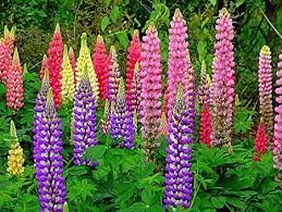 Creative Farmer Flower Seeds : Lupinus Polyphyllus Flower Seeds Of All Season - Garden Flower Seeds Pack (B074RJ6ZH6) Amazon Price History, Amazon Price Tracker