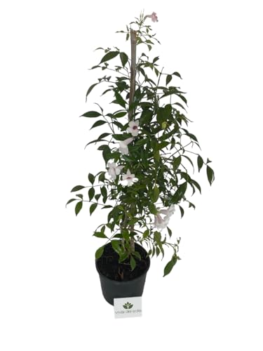 La sua crescita vigorosa la rende adatta per schermature o arrampicate su pergole e tralicci.