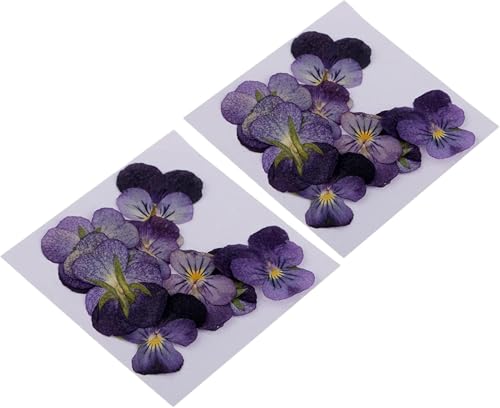 24 piezas de flores violetas secas naturales para manualidades miniatura 5