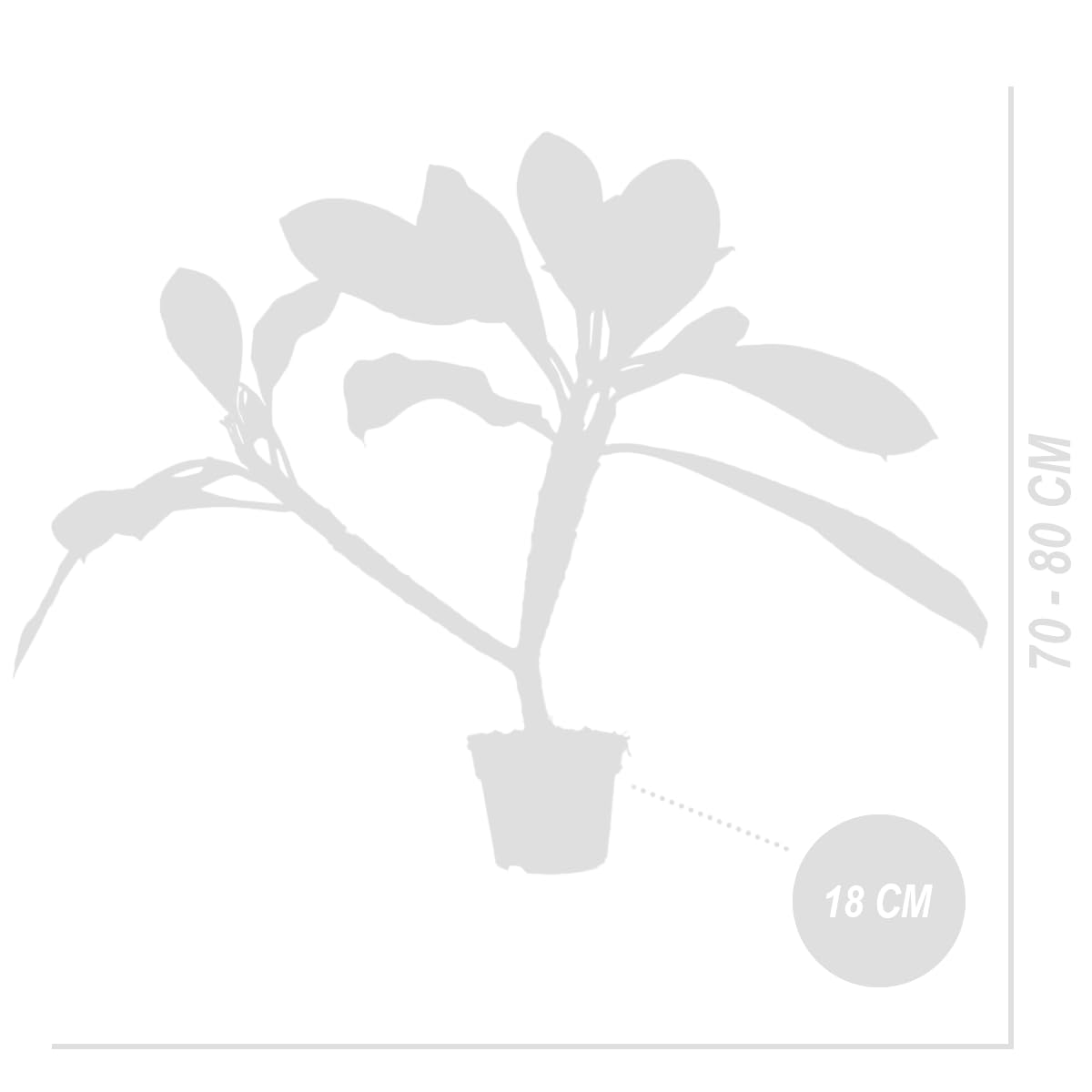 Bloomique Plumeria Frangipanier Arbre du Temple Plantes d'intérieur fleuries parfumées Hauteur 60-70 cm Pot 17 cm