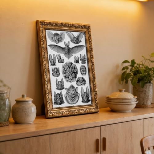 Chiroptera impression sur toile Ernst Haeckel 30,5x45,7 cm