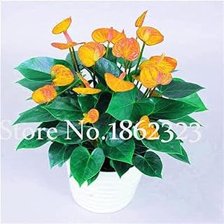 Kucus Big Sale! 100Pcs Rare Mixed Color Anthurium Seed Indoor Plant Seed Flower Plant DIY Balcony Flower Pots for The Garden Home - (Color: 17)