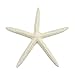 10 Medium White Finger (Pencil) Star Fish 4-6" inches (Set of 10)