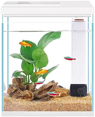 Betta Fish Tank — shown in a real home setting for scale
