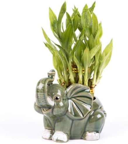 Generic Two Tier Lucky Bamboo Indoor Plant with A White and Green Elephant Arangement for Indoor Home Decorations Measuring 5"" x 4"" x 9""