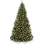 Green Spruce