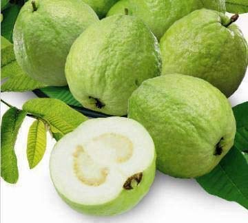 Guruji Plantation Guava Fruit Plant White Color Healthy Natural with Plastic Pot