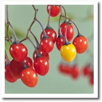 Amazon Com 3drose Ht 3 Use Washington Sea Beck Poisonous Bittersweet Nightshade Berries Iron On Heat Transfer For White Material 10 X 10
