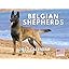Belgian Shepherd
