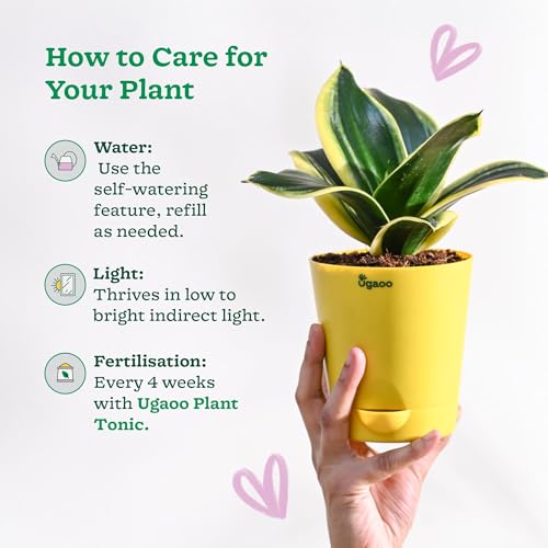 Ugaoo Sansevieria Golden Hahnii Snake Plant With Self Watering Pot (Image - 5)