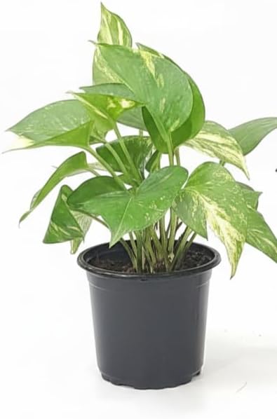 Golden Pothos Money Plant 6-Inch Pot
