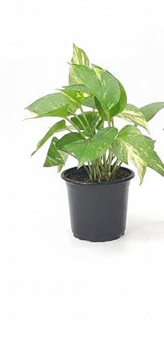 Live Golden Pothos Money Plant in 6-Inch Pot, Easy Care Indoor Houseplant, for Good Luck and Air Purification, Home & Office Decor
