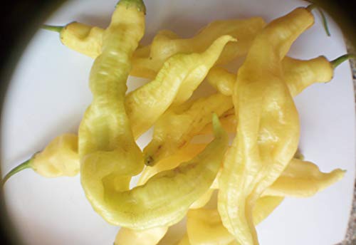 Seeds semi pepper Aji Gusanito + cultivation guide: Seeds not a live plants