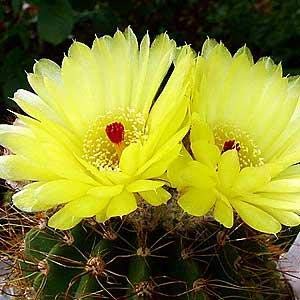 myBageecha - Notocactus Ottonis - Ball Cactus Live Succulent Outdoor Plant with Pot