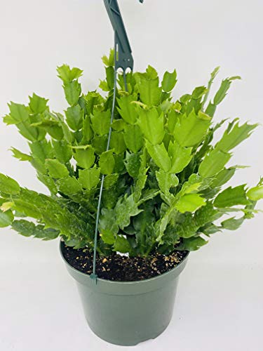 White Christmas Cactus Plant -Zygocactus - 8" Hanging Basket #TOP2