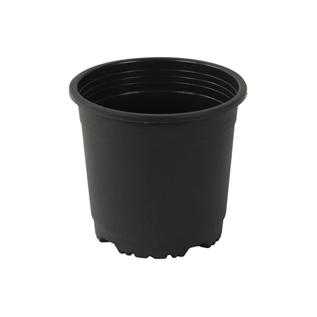 CAPPL Sunrise 14.5 cm Gardening Plant Container (Black Nursery Plastic Pot 6") (Pack of 12) (B0C6ZWN9KM) Amazon Price History, Amazon Price Tracker