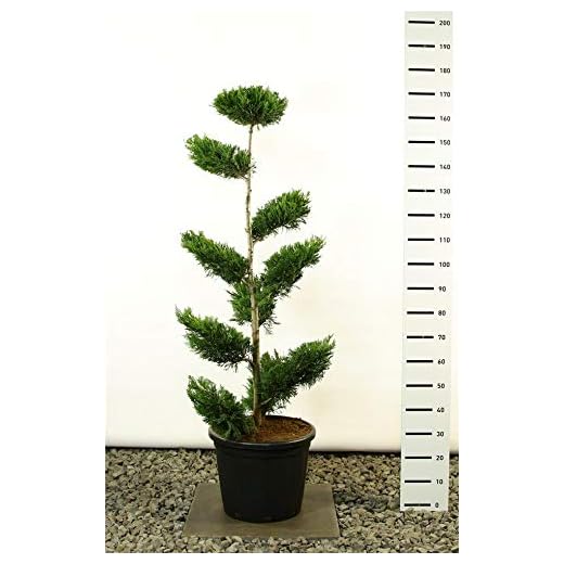 Cupressocyparis leylandii Pon Pon – Lelyland cypresse – formsnitt – gjutträ – multiplatå – storleksval (150–170 cm – 20 liters gryta)
