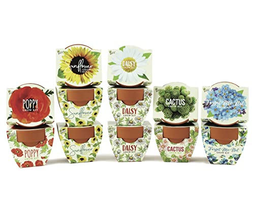 BUZZY Seeds Mini Terracotta Grow Kit 12-Pack - Mini Terracotta Pot Grow Set - Complete Indoor/Outdoor Gardening Kit with Seeds Coconut Husk Growing Medium & Genuine Pots - 100% Grow Guarantee