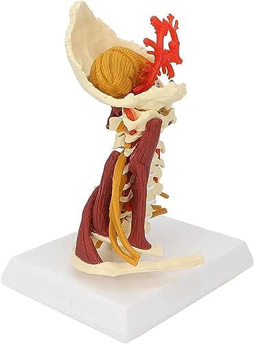 Modèle anatomique d'araignée cervicale de 18 cm pour réviser à la maison - 3