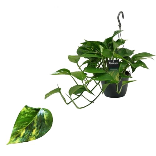 Efeutute (Epipremnum Aureum) Ampel – Pflegeleichte, Luftreinigende Hängepflanze mit 40-44 cm langen Ranken, Ideal für Innenräume