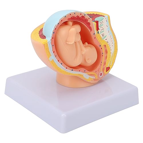 Image of Teaching Model,Pregnant Woman Anatomical Pelvis Model Removable Pregnancy 9 Months Baby Fetus Model Pregnant Pelvis Section Model for Teaching Aid for Science Classroom Study Display Teaching Model