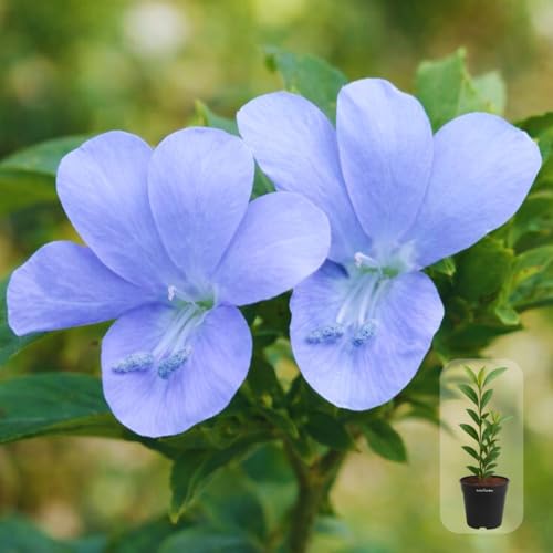 Image of Indian Gardens - Light Blue Colour Barleria cristata /Decemeber flower plant with 4 inch Pot