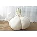 NYKK Muñeco de Peluche Throw Almohada Linda Vegetal Ajo de Peluche Rellenos Sofá Dormitorio Abrazo Amortiguador de la Almohadilla Regalo for la Familia, Amigos, niños muñeco ( Size : L )