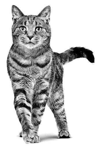 ROYAL CANIN EXPERT ADULT | 2 kg | Alleinfuttermittel für ausgewachsene Katzen ab dem 12. Monat | Zum Erhalt des Idealgewichts | Mit einem ausgewogenen Energiegehalt