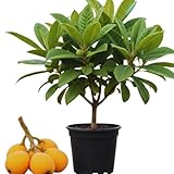 Loquat Tree Live Plant, Golden Loquat Plant Live, Cold Hardy Fruit Tropical Plant, Home Orchard Planting, 4 Inches Pot