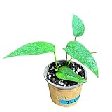 Generic Epipremnum Pinnatum 'Cebu Blue' Pothos in 2 inch Nursery Pot, Live Vining Indoor Plant, Air Purifier Gift Plant, Office Low Light Plant, Climbing Shelf Plant, Green