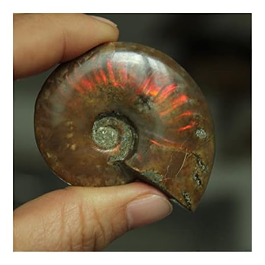 YSJSPOL stenar och kristaller naturlig ammonit fossil rent naturligt hantverk bitar som spelas på handflatorna fin present för stensamling 2,6-3,5 cm (storlek: 25 mm till 35 mm)