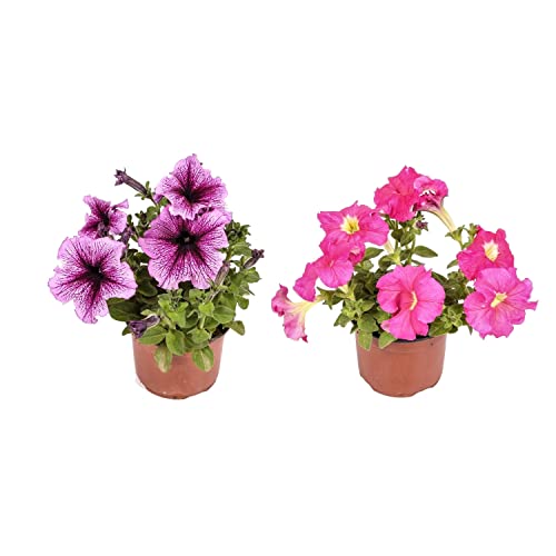 Plantas de Exterior Petunias Set de 2 Flores de Colores
