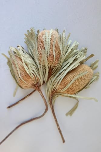 Ramillete de 3 manojos de flores Banksia secas para decoración miniatura 4