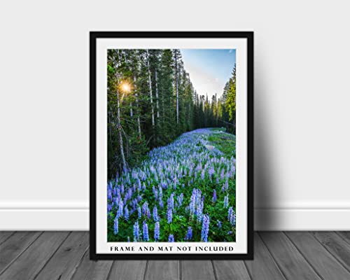 Rocky Mountain Photography Print (Not Framed) Vertical Picture Of Purple Lupine In Pine Tree Forest In Montana Wildflower Wall Art Nature Decor 4X6 To 40X60 #TOP2