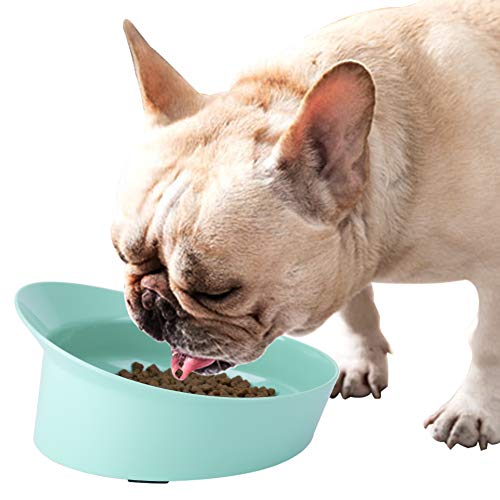 best-dog-bowls-for-french-bulldogs-2022-with-reviews