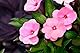 Impatiens Nr. 18 Princeps Original Bachblüten Impatienten Tropfen