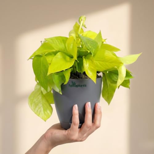 Image of Golden Money Plant Air Purifying Indoor Live Plant Trailing Golden Pothos Vine in a 4-Inch Self-Watering Matte Grey Pot
