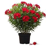 2 Red Oleander Flower Live Plants, Flower Bush