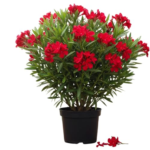 2 Red Oleander Flower Live Plants, Flower Bush