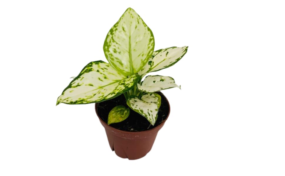 indoor large monstera plant Monstera Deliciosa - Beautiful Indoor Plants main image 0
