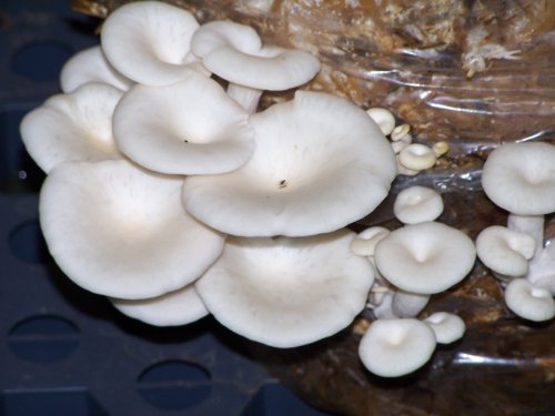 Mushroom Growing Kit - Elm Mushroom