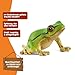 schleich WILD Life | Europäischer Laubfrosch 14882 | detailgetreue Tierfiguren | Zoo Spielzeug | tolles Geschenk für Jungen und Mädchen | Deko für Geburtstag | Spielfigur ab 3 Jahren | 4 x 5 x 3 cm