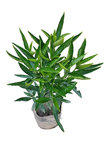 See full amazon price history chart for PlantaZee Sukh Shanti Lucky Live Plant with Included Pot and Vermi Compost fertilizer PlantaZee Sukh Shanti Lucky Live Plant with Included Pot and Vermi Compost fertilizer (B085W4FKJX) Amazon Price History, Amazon Price Tracker