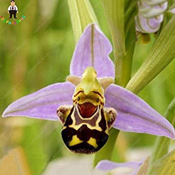 SEMI -Grande vendita 100pcs Semi Bee Orchid Semi perenne piante da Fiore in Vaso semi Rare Indoor e Home giardino